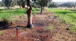 Riego en el cultivo de mango
