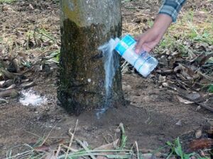 Fertilización del cultivo de mango