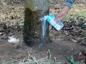 Fertilización del cultivo de mango