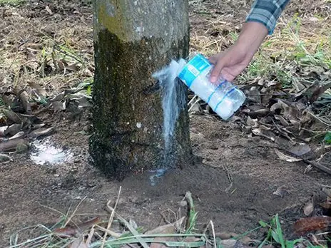 Cultivo de mango - Fertilización en mango