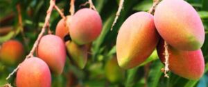 Mango colgando de la planta