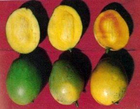 Cultivo de mango - Momento o índice de cosecha del mango