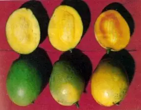 Cultivo de mango - Momento o índice de cosecha del mango