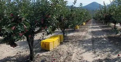 Cultivo de mango - Rendimiento del cultivo de mango