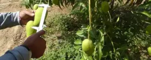 Medición de mangos