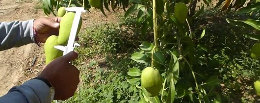 Cultivo de mango - Variedades de mango