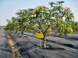 Cultivo de mango