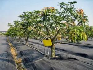 Cultivo de mango