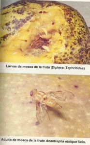 Mosca de la fruta en el mango