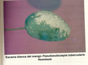 Escama blanca del mango