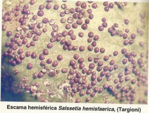 Plaga en el cultivo de mango