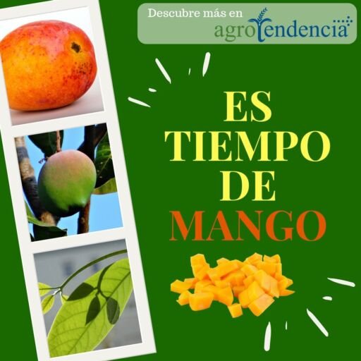 Cultivo de mango - Frutos y hojas de mango