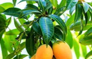 mangos colgando de la planta