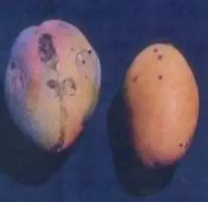 Enfermedades del mango