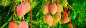 Mangos