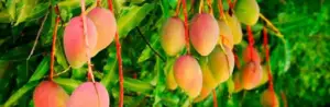 Mangos
