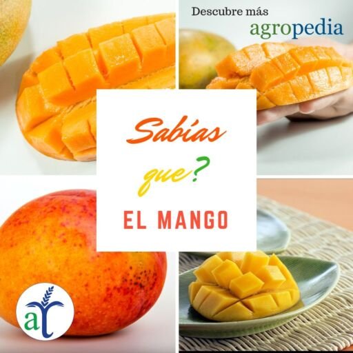 Cultivo de mango