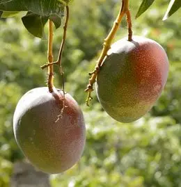 Cultivo de mango - Dos mangos colgados de la planta