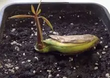 Cultivo de mango - Una semilla de mango germinando