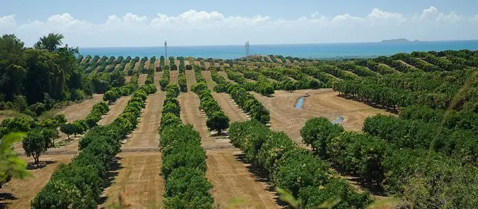 Cultivo de mango - Siembra de mango