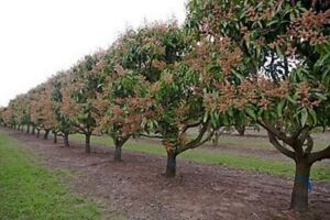 Cultivo de mango