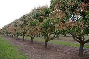 Cultivo de mango