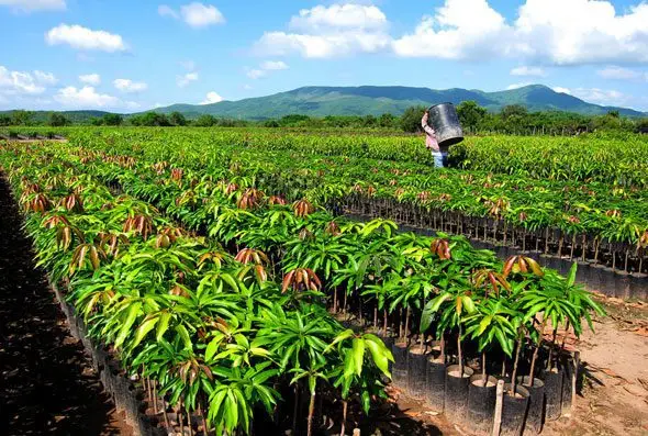 Cultivo de mango - Hileras de plántulas de mango en campo abierto