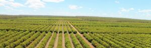 Cultivo de mango