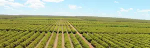 Cultivo de mango