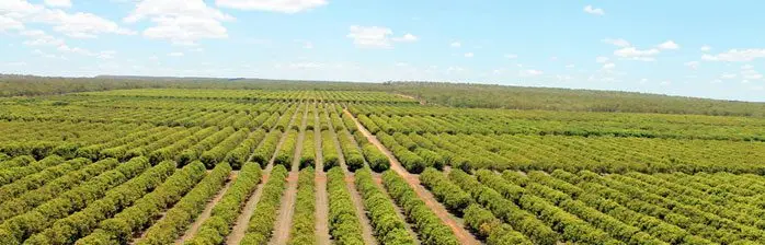Cultivo de mango - Cultivo de mango en una planicie