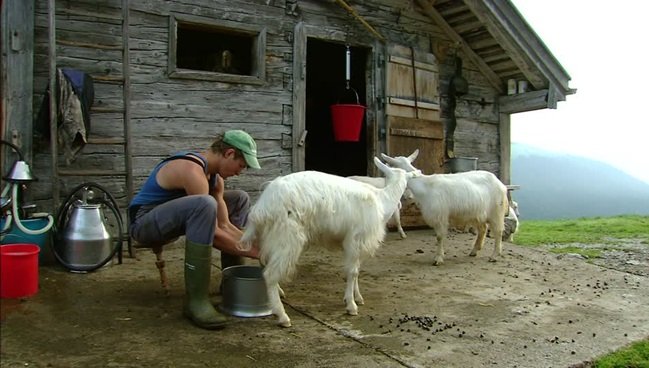 Cabras - Hombre ordeñando manualmente una cabra blanca