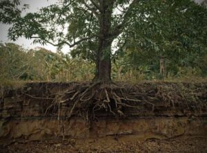 Raíz de la planta de mango