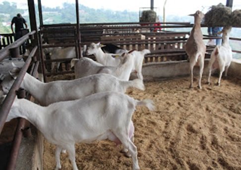 Cabras - Cabras blancas en corral de piso con cascarilla de arroz e instalaciones de concreto y hierro