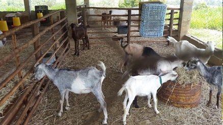 Cabras - Sistema semi-intensivo caprino - Un rebaño de cabras, comiendo dentro de un corral