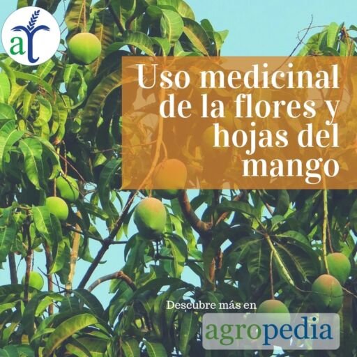Cultivo de mango - Planta y frutos de mangos