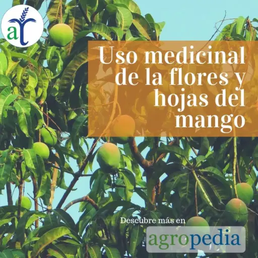 Cultivo de mango - Planta y frutos de mangos