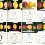 Variedades del mango