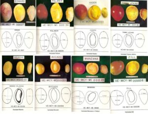 Variedades del mango