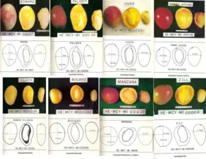 Variedades del mango