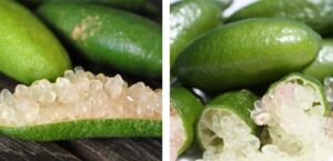 Cultivo de limón