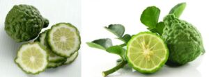 Cultivo de limón