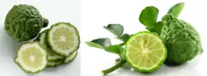 Cultivo de limón