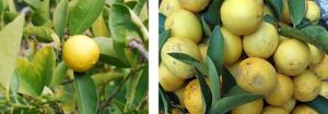 Cultivo de limón