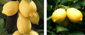 Cultivo de limón