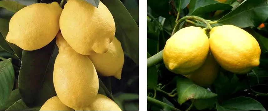Variedad eureka