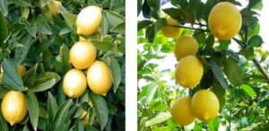 Cultivo de limón