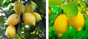 Limones