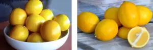 Cultivo de limón