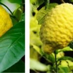 Cultivo de limón