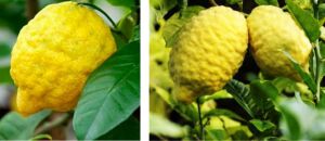 Cultivo de limón